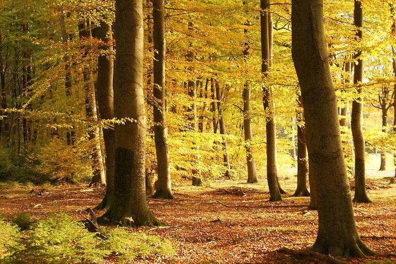 Herbstwald am Hof