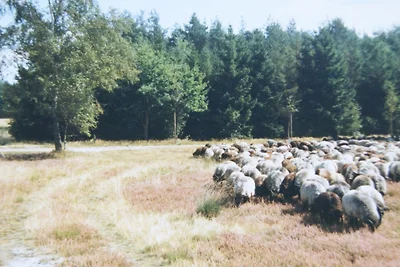 Backhäuschen auf Hof Limbeck