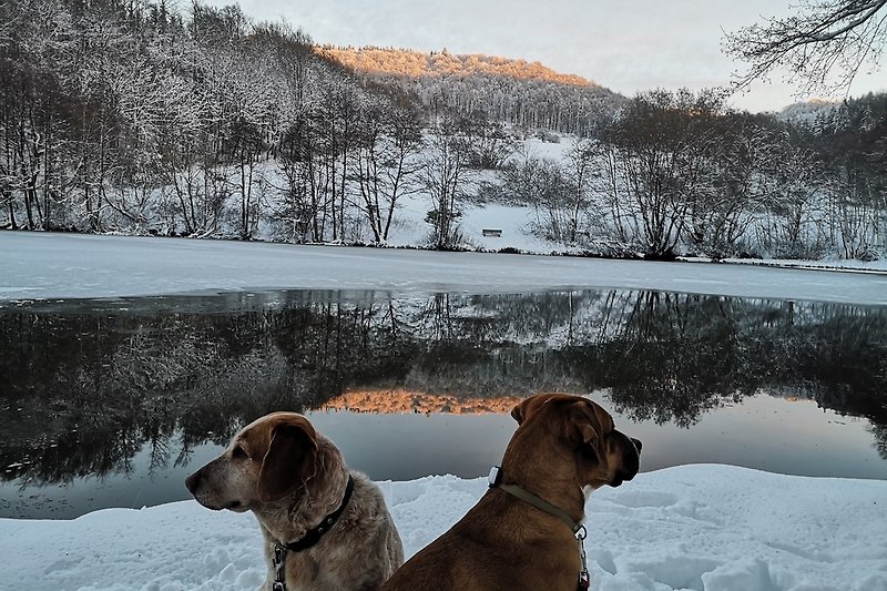 Guckaisee Winter mit unseren Hunden