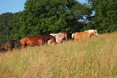 Unsere Pferde Unsere Pferde
