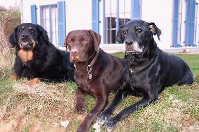 Haustiere willkommen Haustiere willkommen