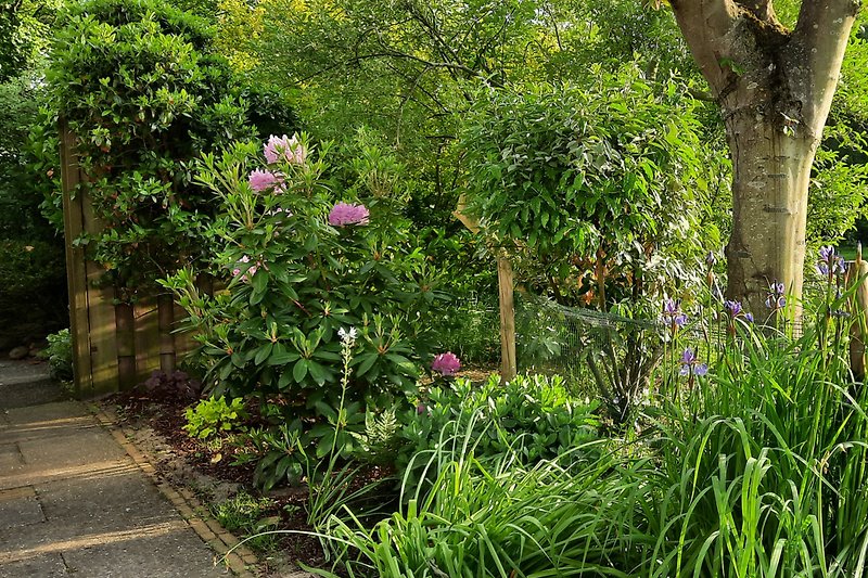 Rhodedendron im Vorgarten