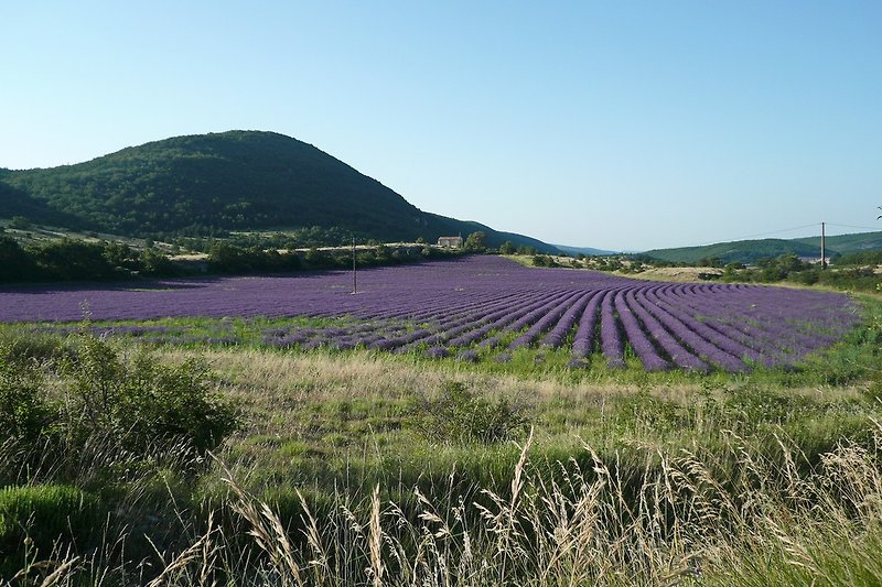 Lavender  late June to mid July.