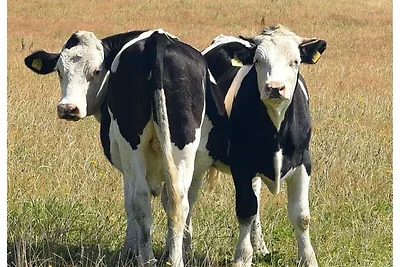 Ferienhaus Uhlenbusch Fewo 1