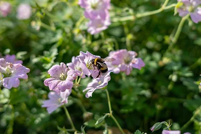 FH Tannenwieck - Austernfischer (OG)