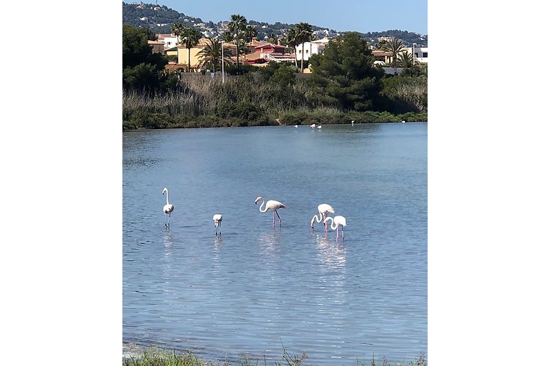 Flamingo's in Calpe