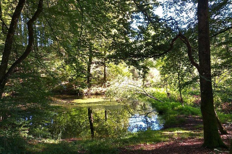 Wunderschöne Natur mit einem kleinen Gewässer im Wald. Perfekt zum Entspannen und Erholen.
