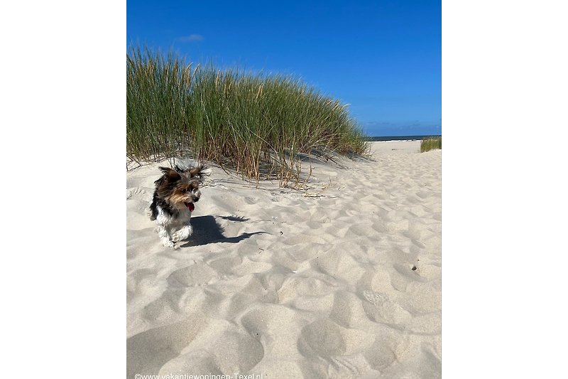 honden toegestaan op de witte stranden