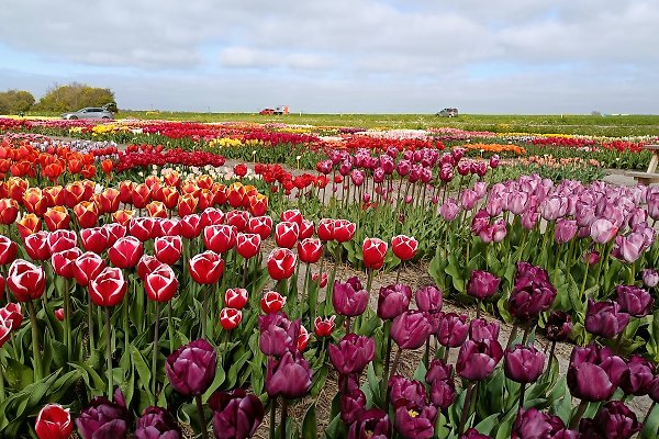 Ferienhaus Julianadorp aan Zee