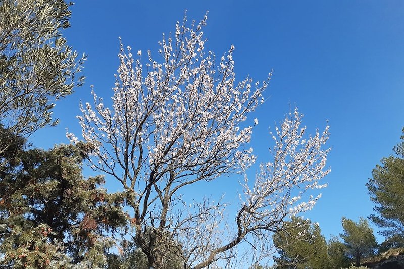 Im Februar: mandelbäume in Blüte 