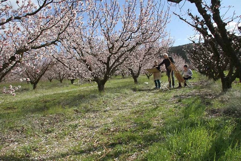 im März: aprikosenbäume in Blüte
