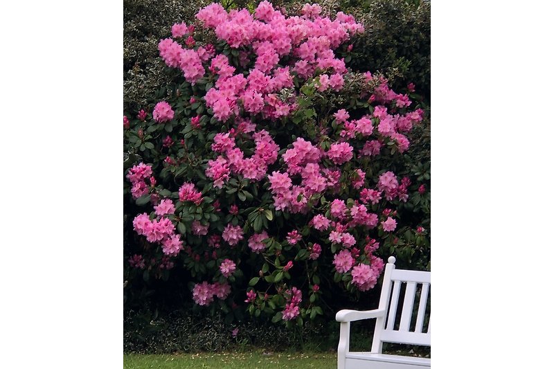 Rhododendron-Pracht