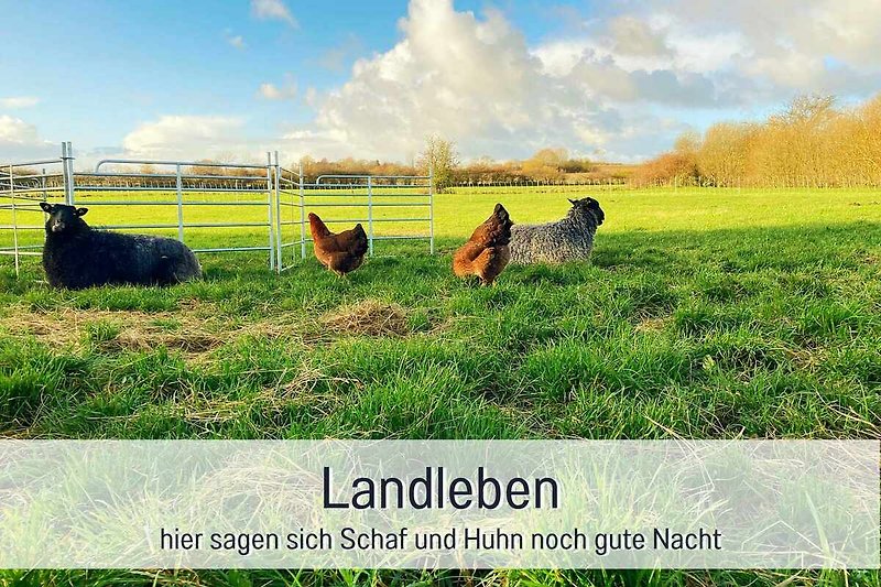 Weidende Schafe und Hühner auf grüner Wiese - ländliche Idylle! #Natur #Landwirtschaft