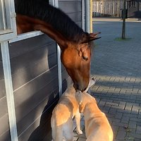 Frau M. Veldboer Frau M. Veldboer