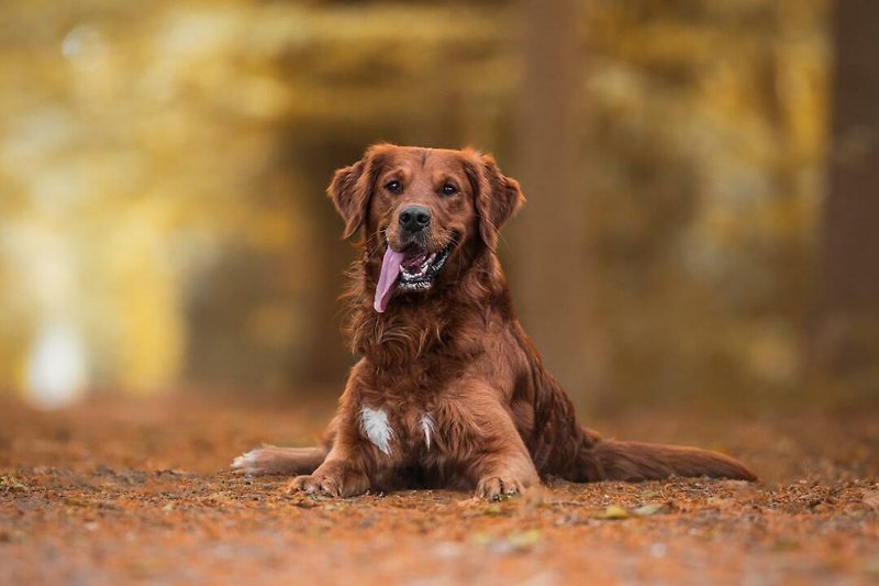 Wreecher Idyll 18 - Deine Ferien - Hunde, Haustiere erlaubt