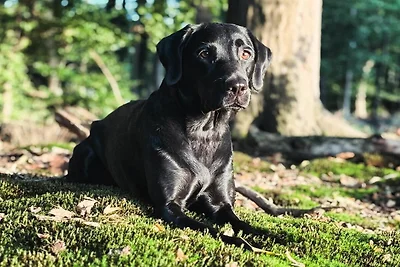 Vinkennest am Diemelsee