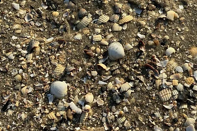 apartman za odmor Obiteljski odmor Tossens