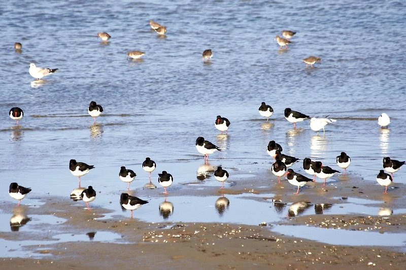 Vogelinsel Texel