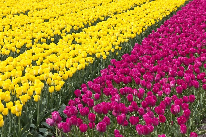 Frühling auf Texel