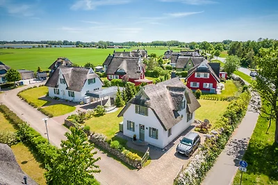 Sterna 14