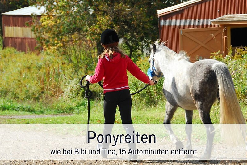 Pferd mit Reiter im Grünen - Equestrianismus pur!