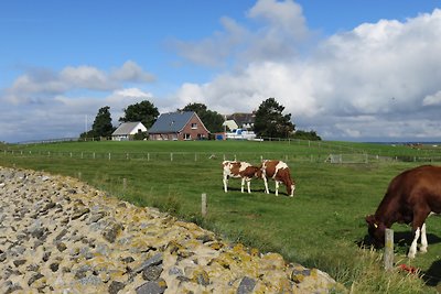 Wohnung EBBE