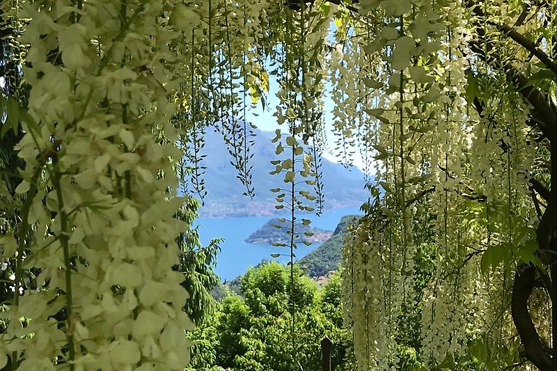 Glyzinienpergola im Garten