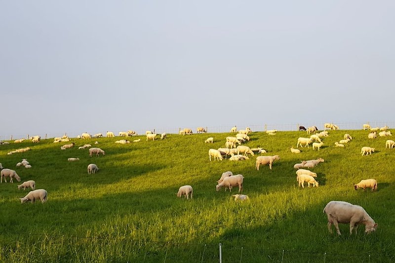 Schafe am Deich