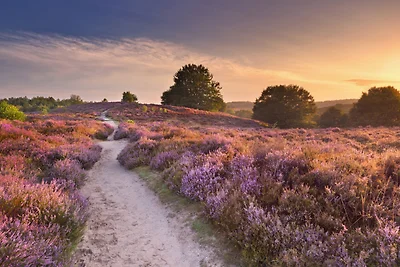 De Strandhoed - Boshuys met hottub