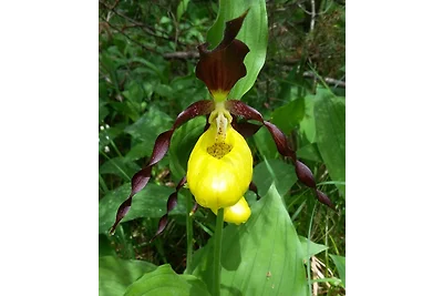 Landhaus Bernhard Studio  1 - 2 Per