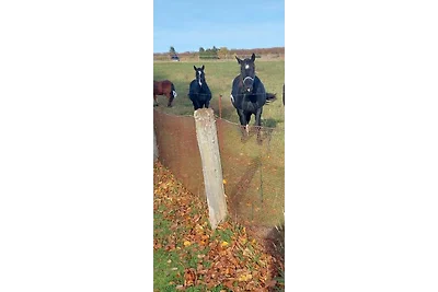 FeWo unter Reet am Wald Rügen