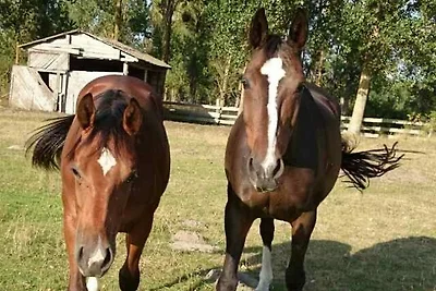 Ferienwohnung Ahlbeck