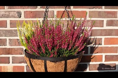 Vakantiehuis Ontspannende vakantie Bockhorn