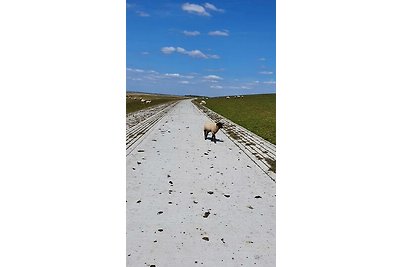 FeWo Deichblick OG am Jadebusen/Nordseeküste