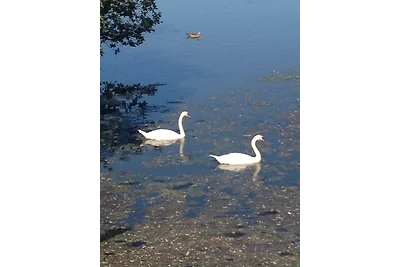Domek letniskowy Urlop wypoczynkowy Garrel