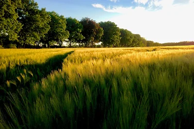 FeWo Schwalbennest Plauer See