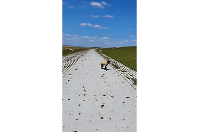 FeWo Deichblick OG am Jadebusen/Nordseeküste