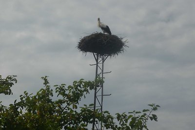 Ferienwohnung Storchennest (EG)