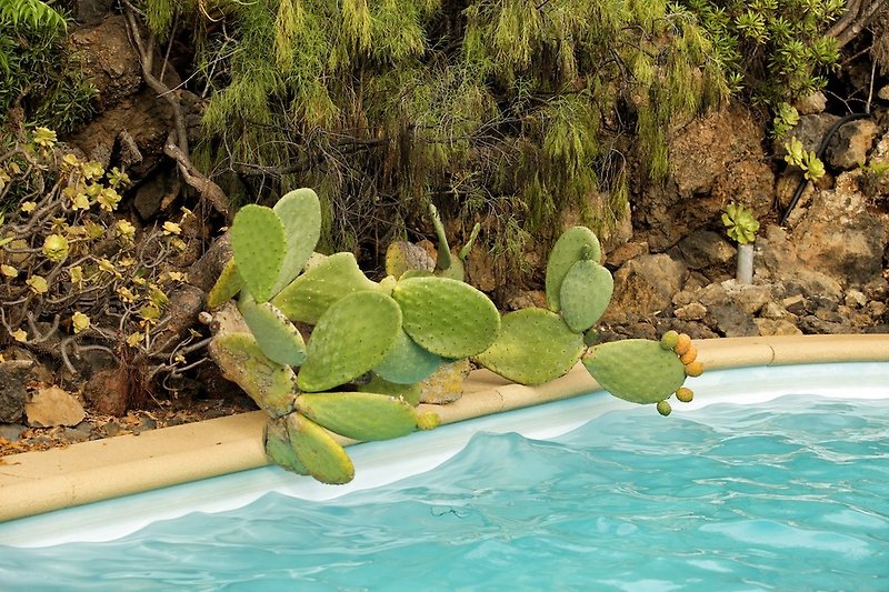 Kaktus am Pool