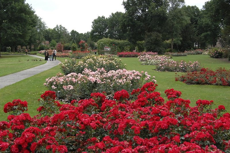 Der öffentliche Park Rosarium in Winschoten ist immer ein Besuch wert. Eintritt gratis, Hunde müssen draussen bleiben 