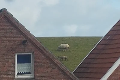 Ferienhaus"Haus Mühlenblick" Ditzum