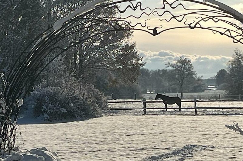Pferdeweide im Schnee