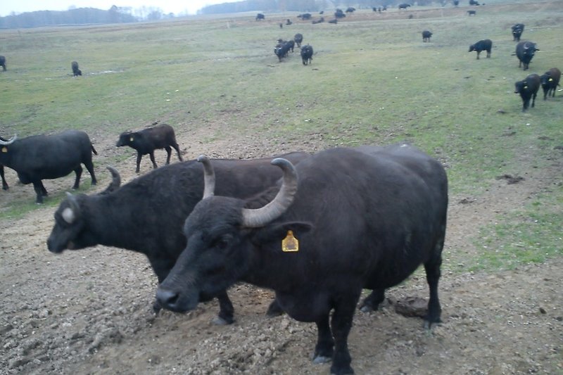 Wasserbüffelreservat in Kapolnapuszta