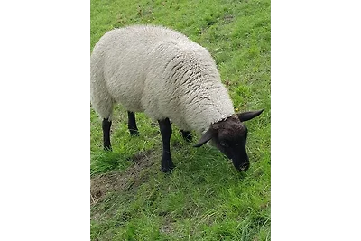 Küstenglück