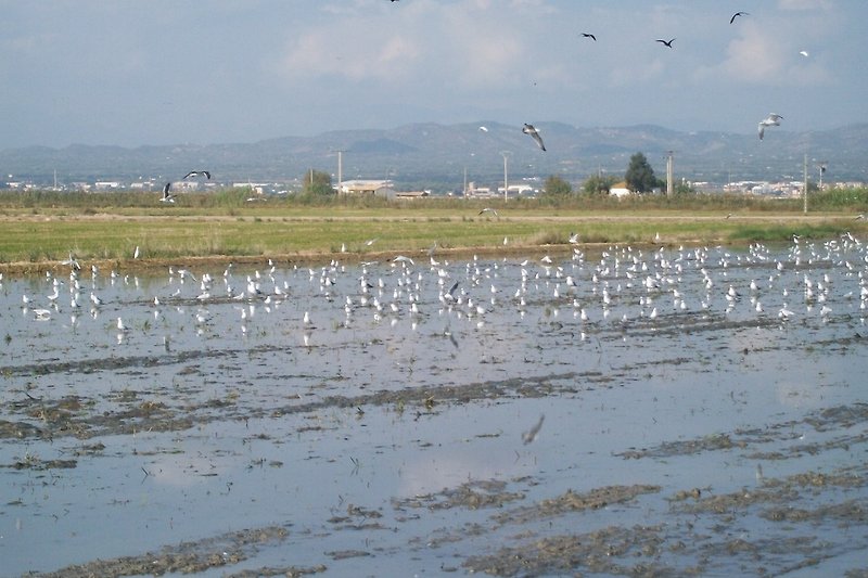 Im Ebrodelta unendliche Reisfelder und unzählige Vögel