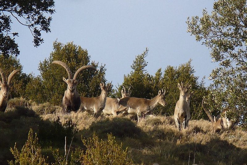 Iberische Steinböcke im Nationalpark