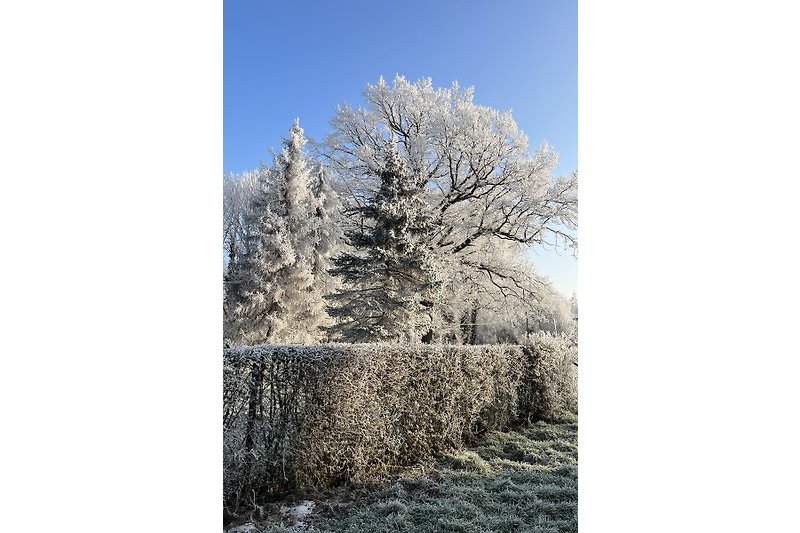 Winterlandschaft mit verschneiten Bäumen und frostigen Ästen.
