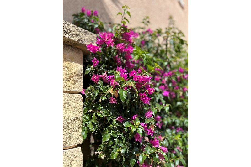 Schönes Haus mit blühenden Pflanzen und lila Blüten. Perfekt für einen erholsamen Urlaub!