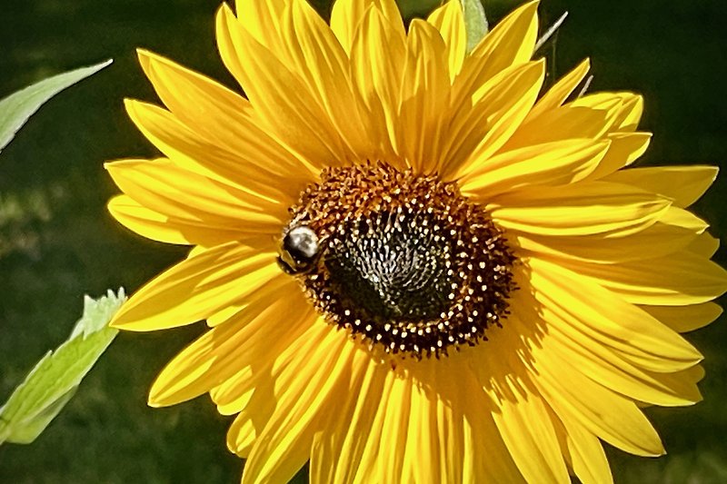 Ein sonniges Blumenmeer mit summenden Bienen und farbenfrohen Insekten.