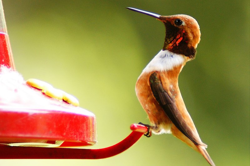 Kolibris-Unsere Sommergäste